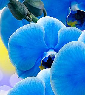 A2-088 Орхидея синяя  100*270